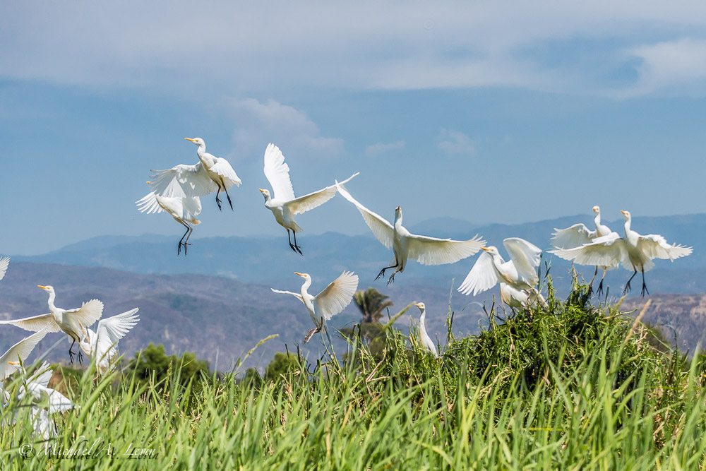 Great Egrets Rising