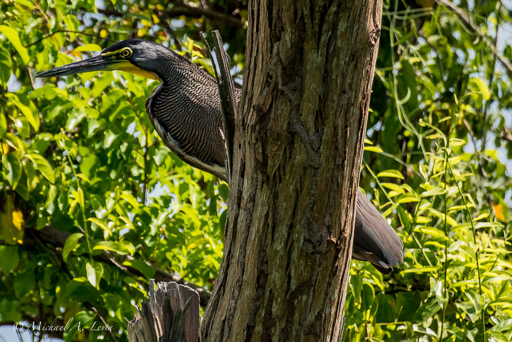 Tricolored or Bear Throated Tiger Heron