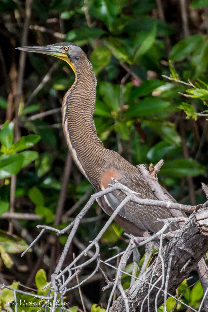 Tricolored or Bear Throated Tiger Heron