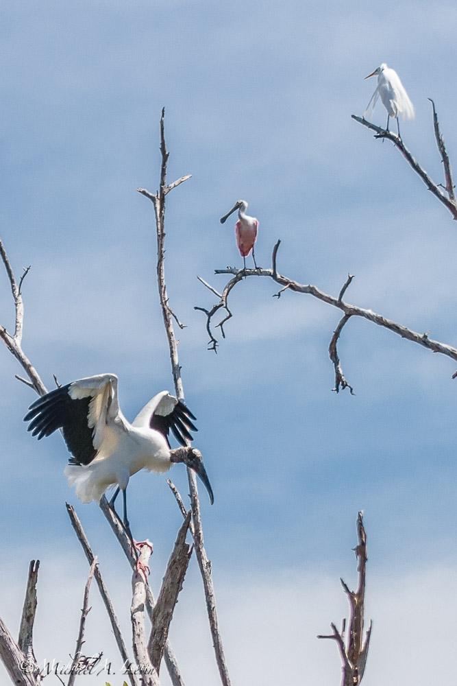 Wood Stork, Great Egret & Roseate Spoonbill