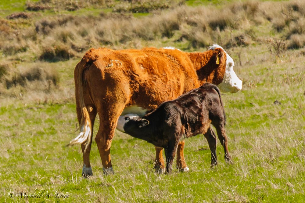 Calf Feeding