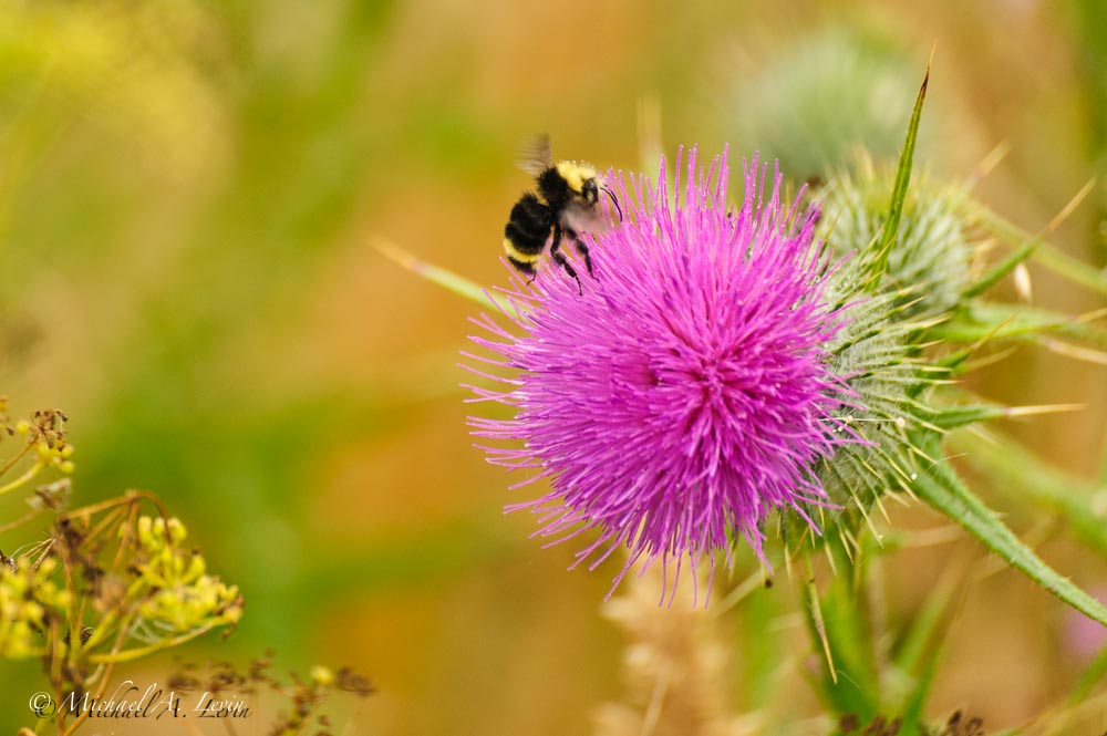 Bumble Bee on Thistle