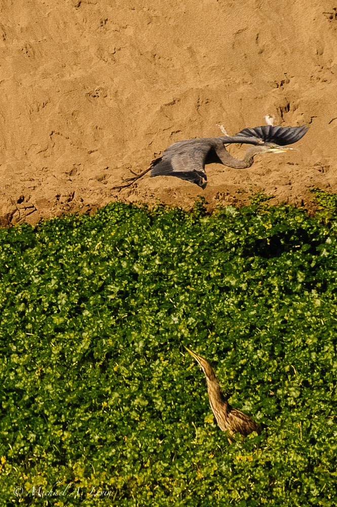 Great Blue Heron flying over an American Bittern