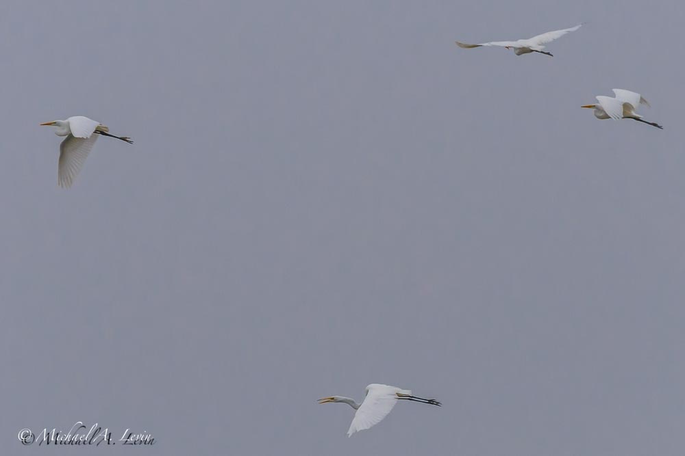 Flock of Great Egrets