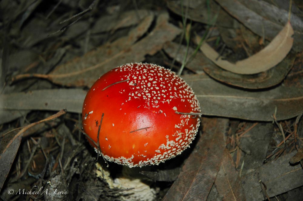 Mushroom ?