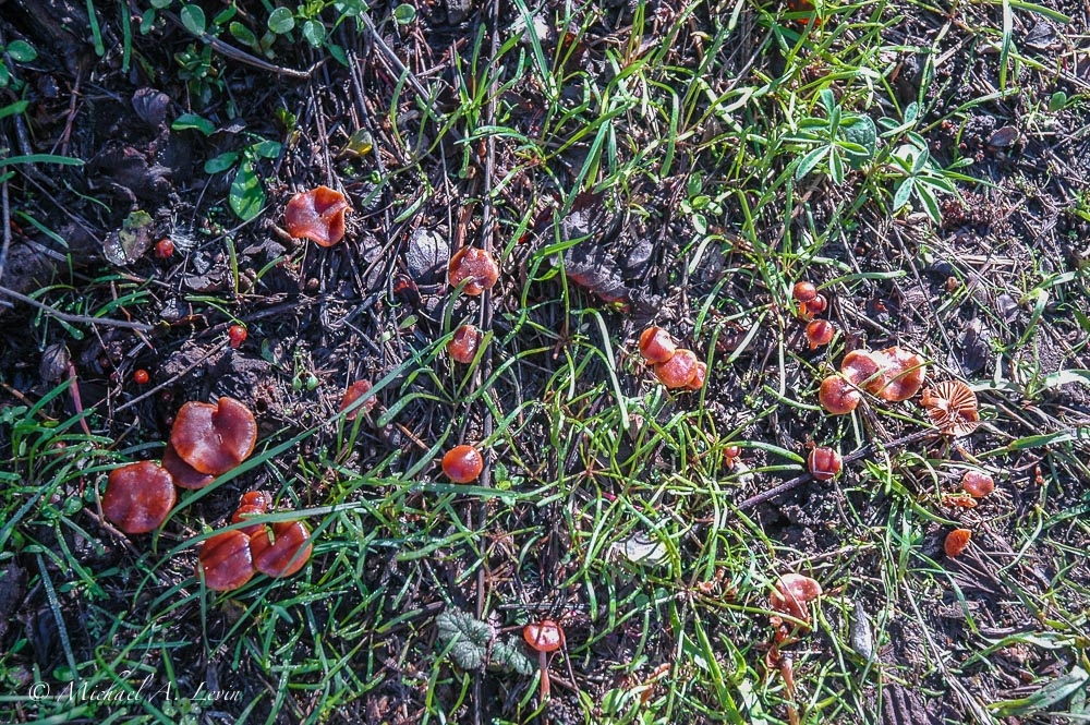 Mushrooms ?