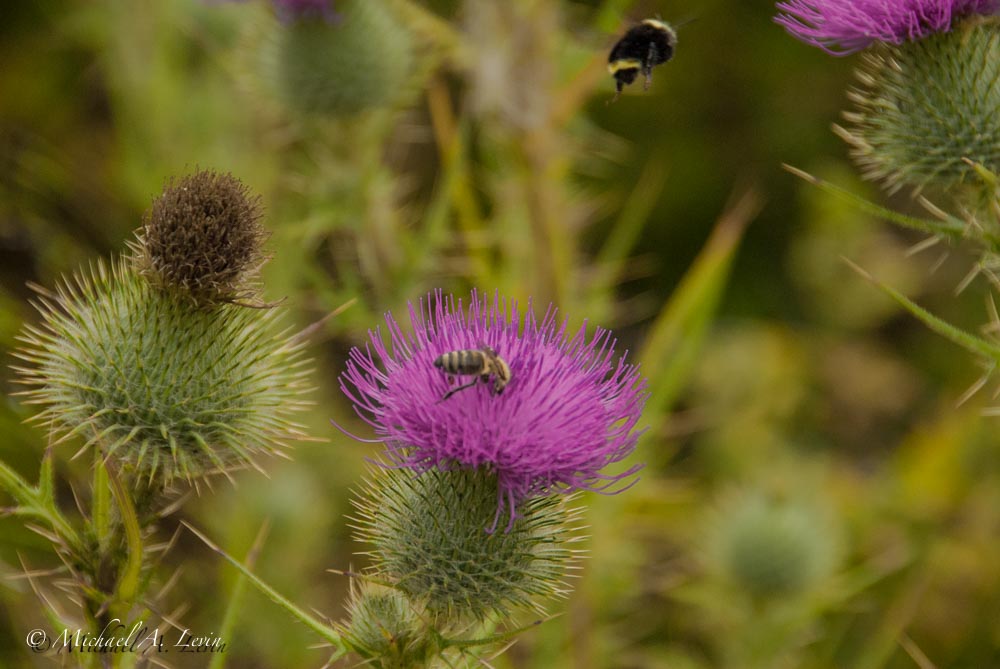 Bees and Thistle