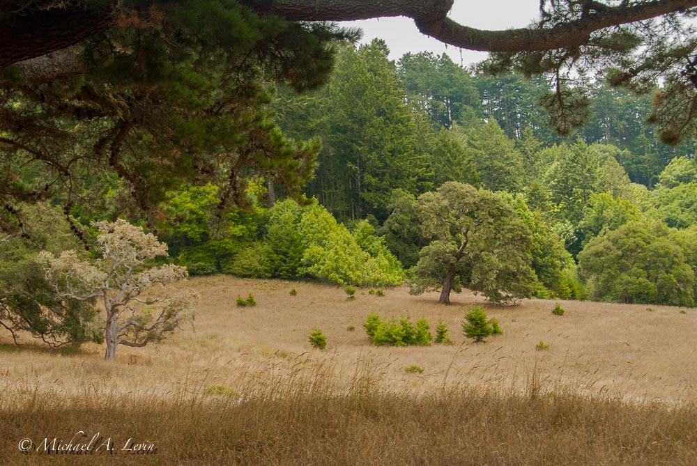 Divide Meadow Landscape