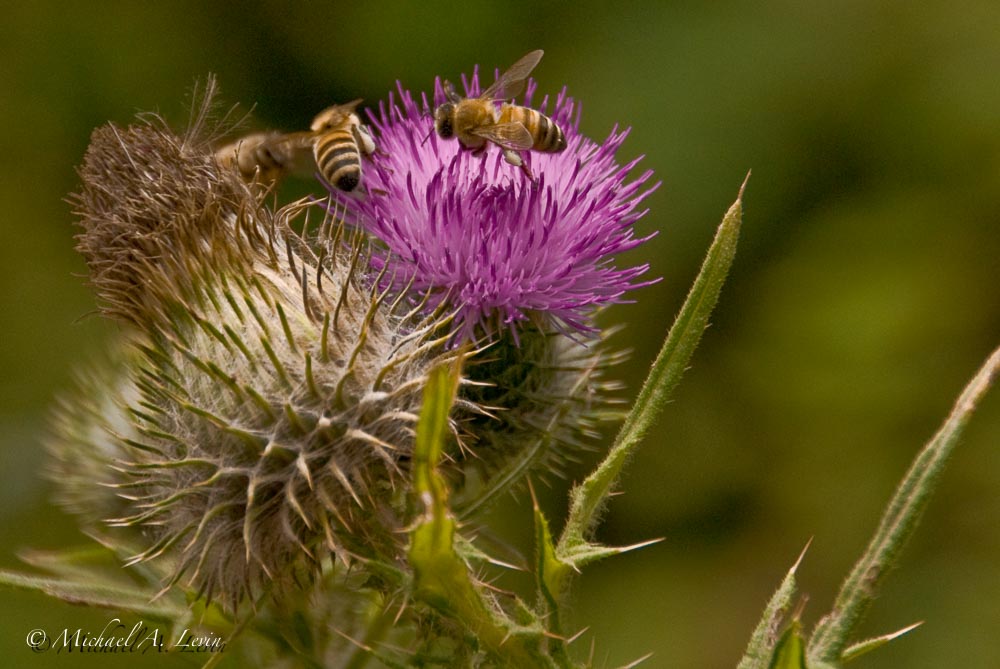 Bees on Thistle
