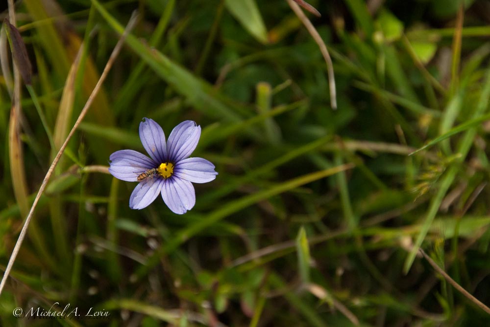 Western Blue-eyed Grass & Bee