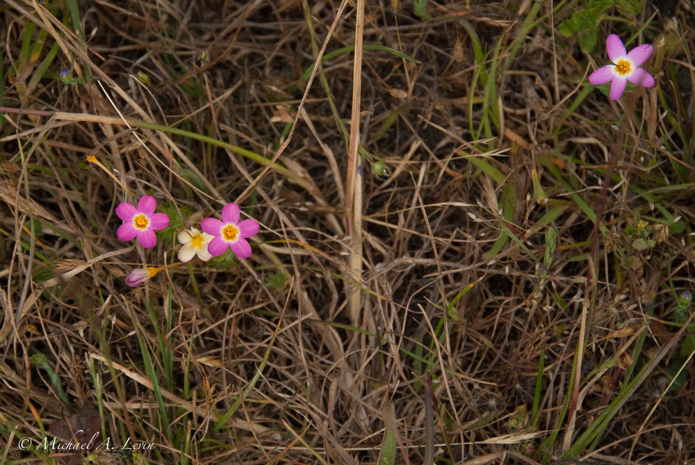 Variable Linanthus