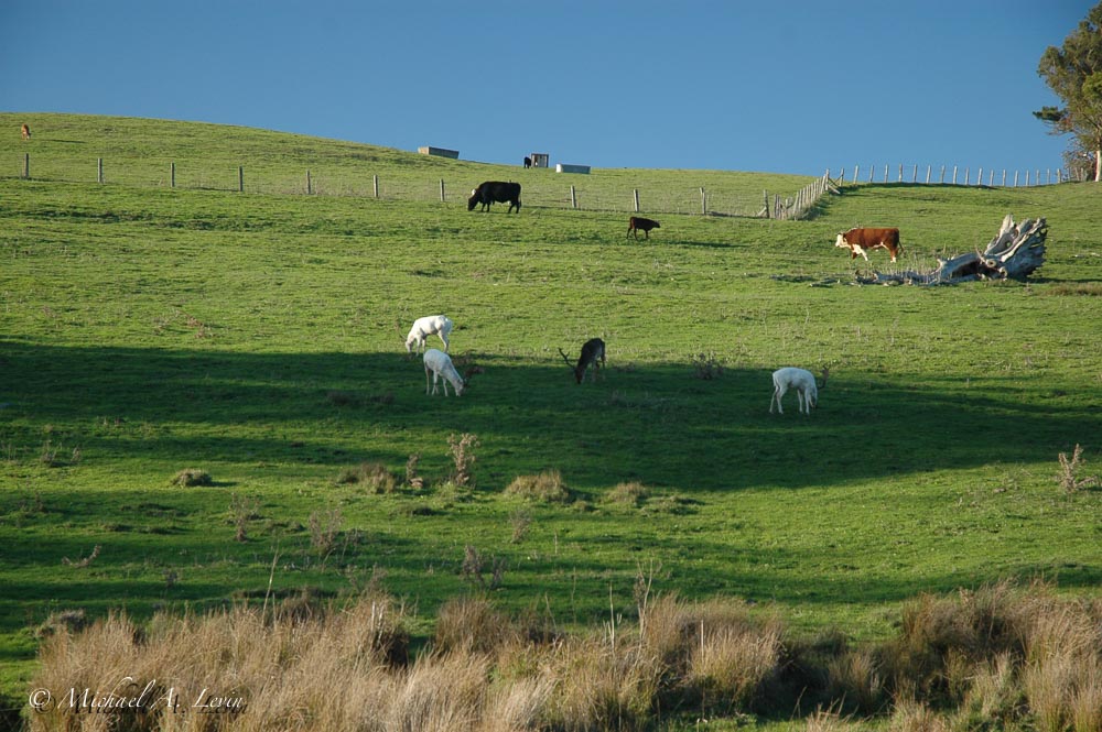 Albino Elk among Cows