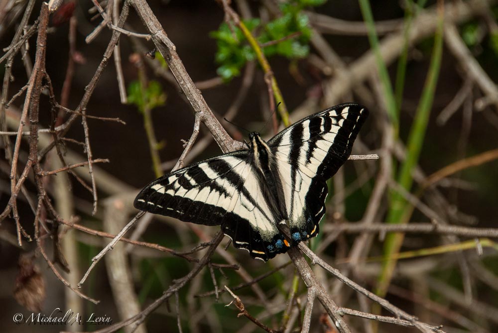 Pale Swallowtail Butterfly