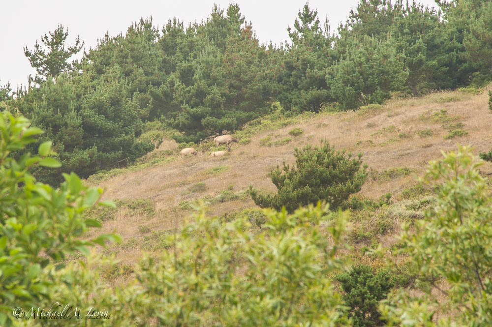 Landscape with Elk