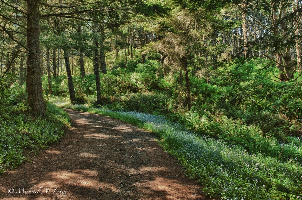 Trail Scape with Forget-Me-Nots
