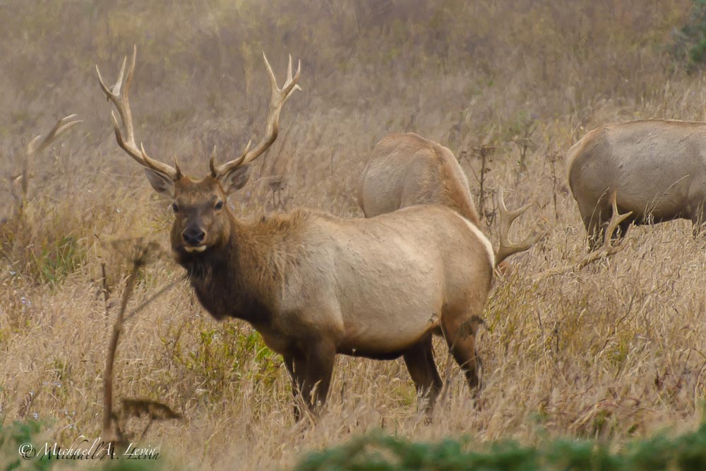 Tule Elk Buck