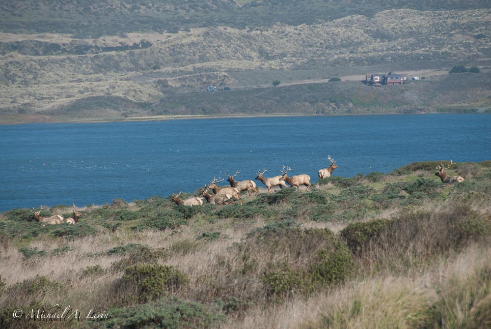 Tule Elk Bucks