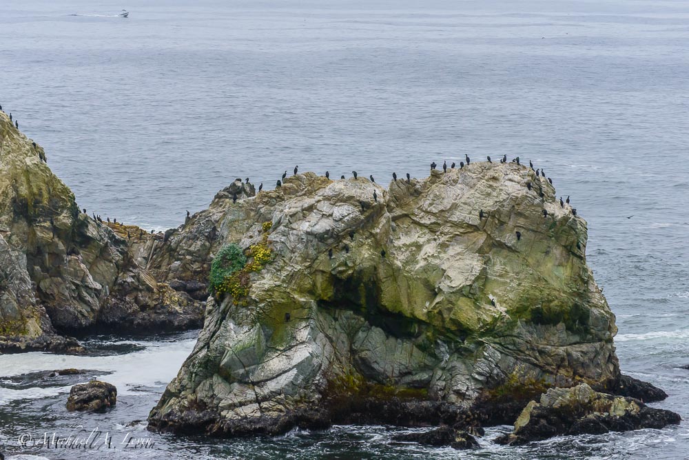 Cormorants on the Coastle Rocks