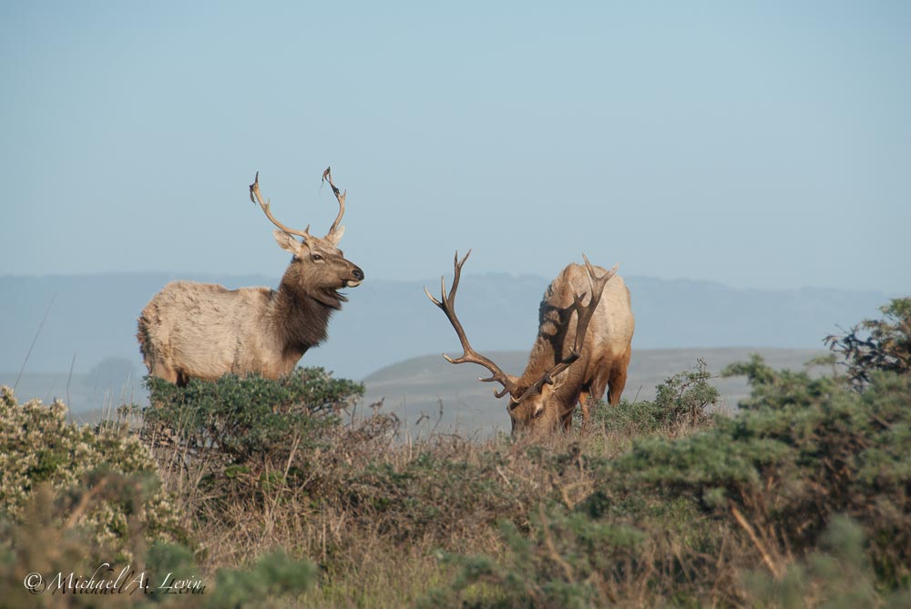 Tule Elk Bucks