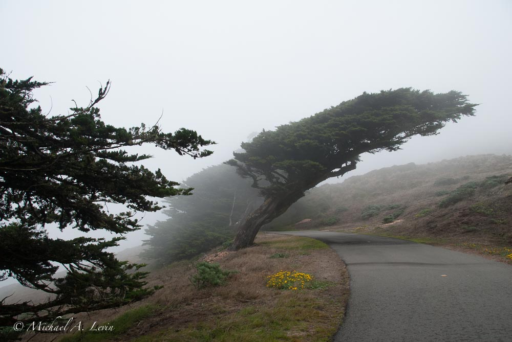Road to Point Reyes Lighthouse