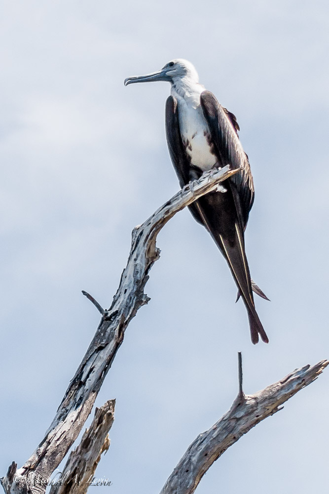 Magnificent Frigatebird