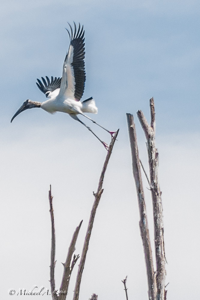 Wood Stork