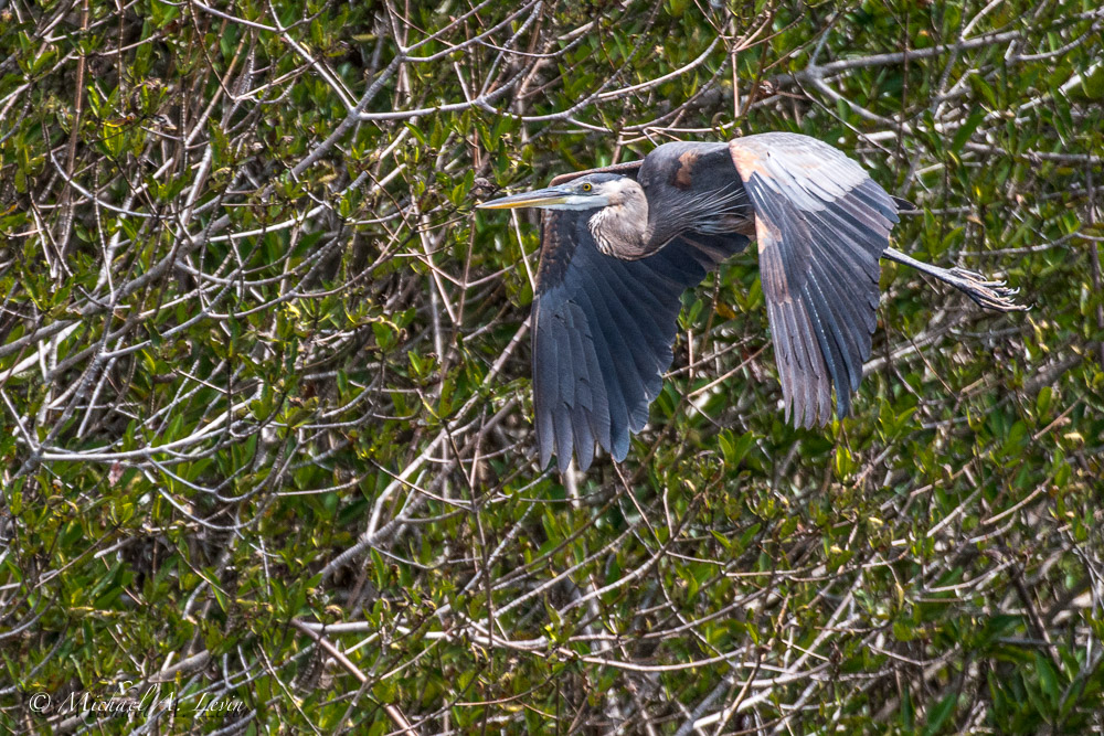 Great Blue Heron