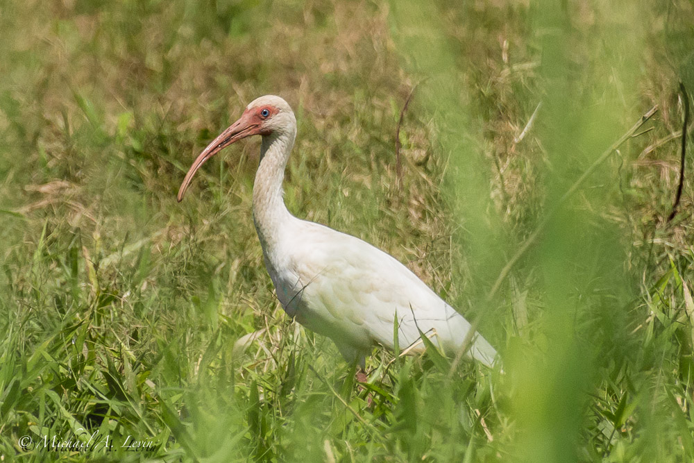 White Ibis