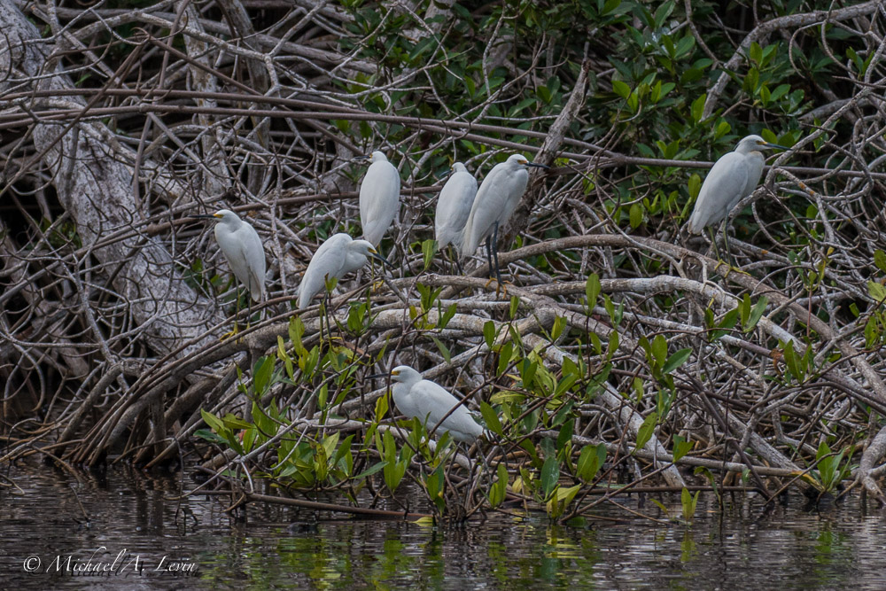 Snowy Egret