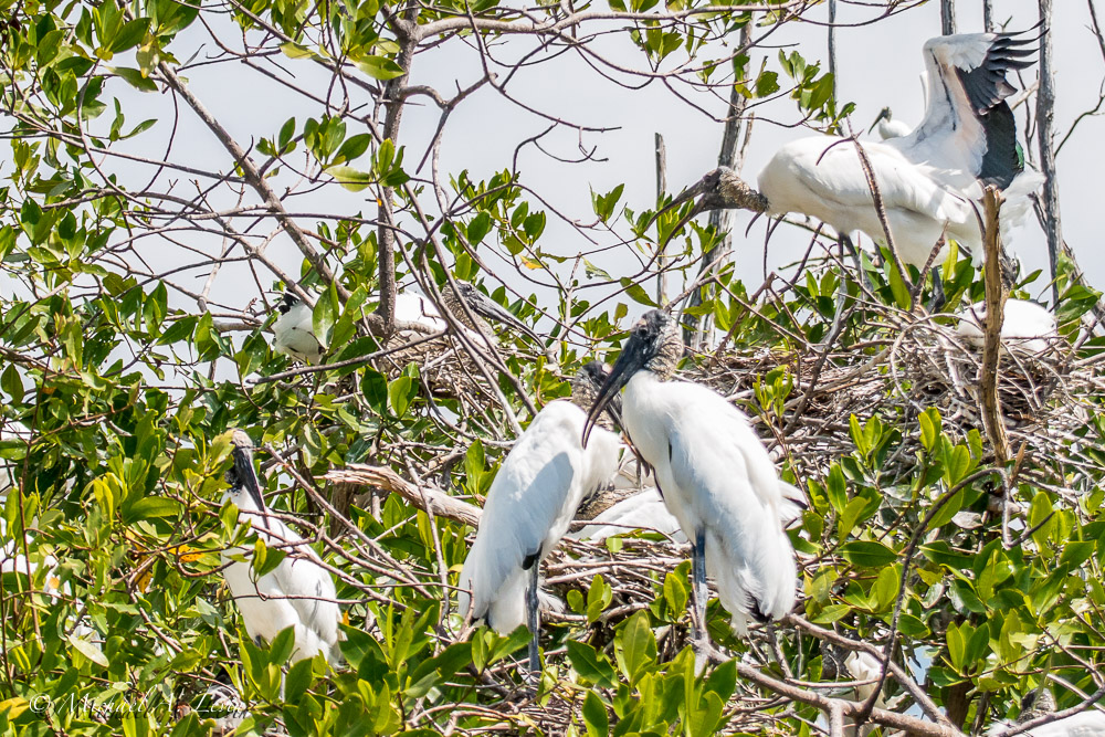 Wood Storks