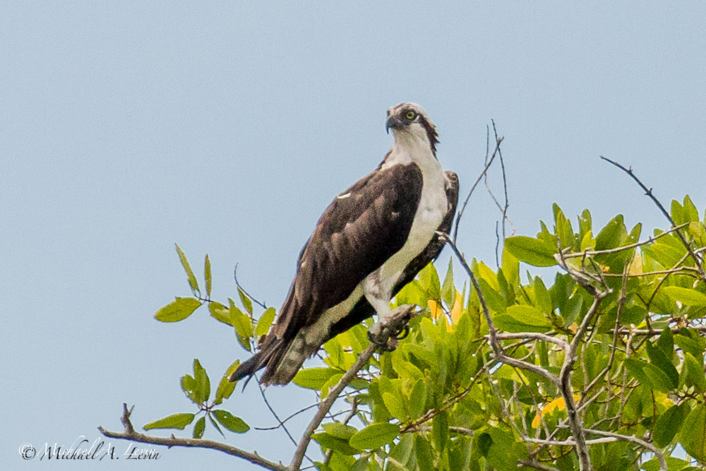 Osprey