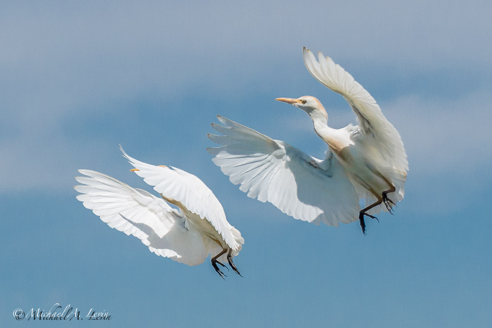 Great Egret