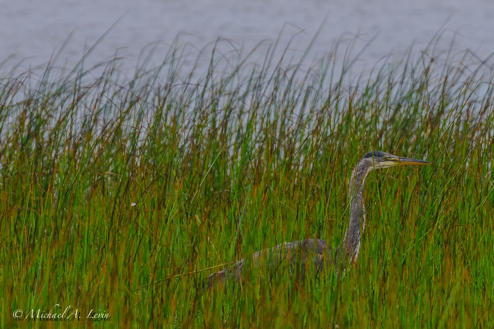 Great Blue Heron