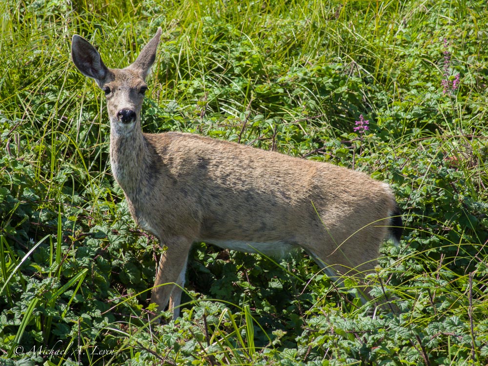 Black Tailed Deer