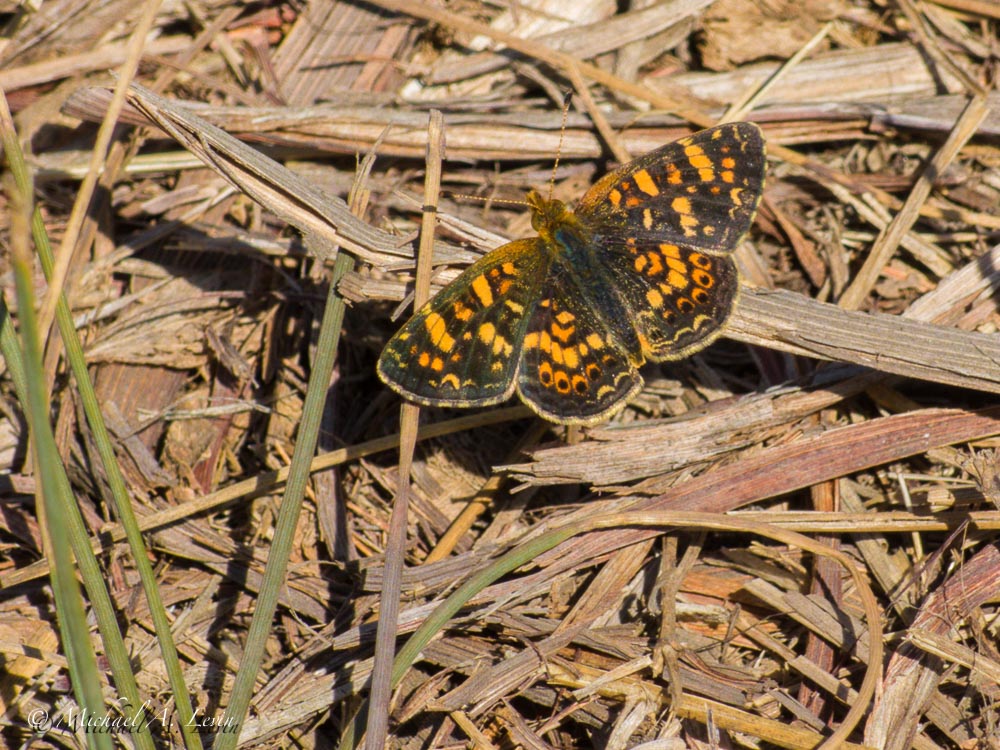 Field Crescent Buttrfly