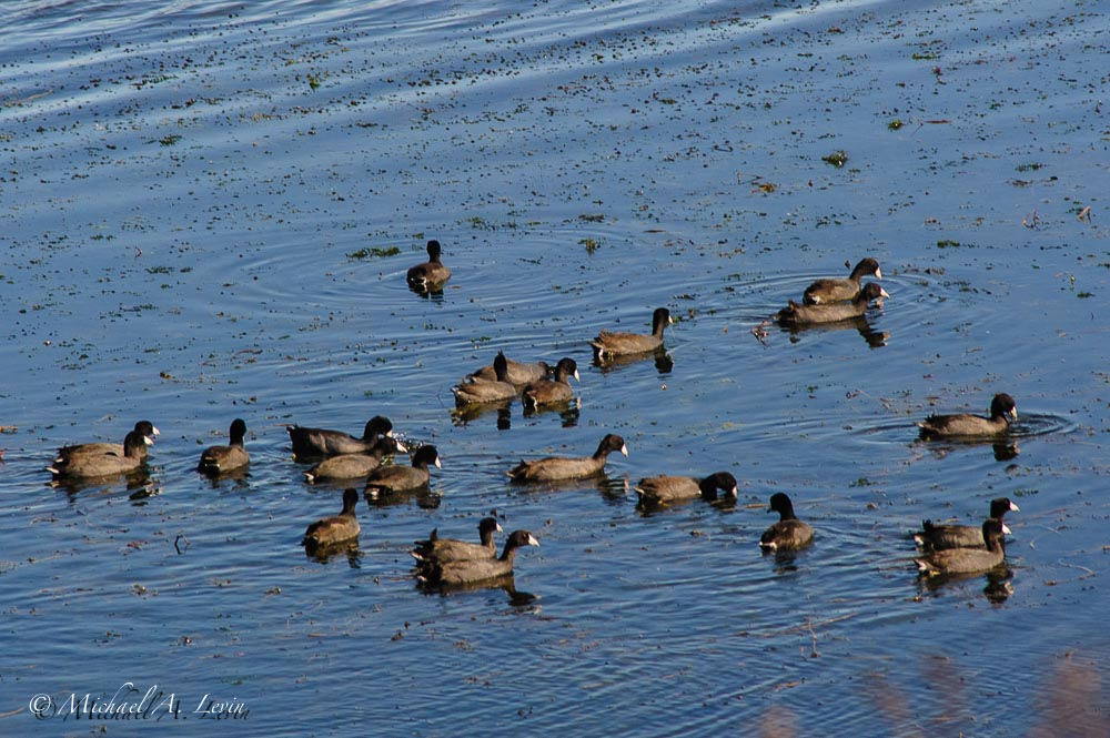 American Coots