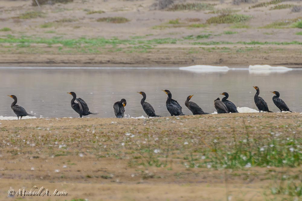 Cormorants