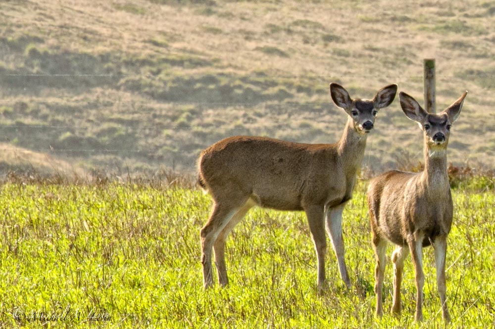 Black Tailed Deer