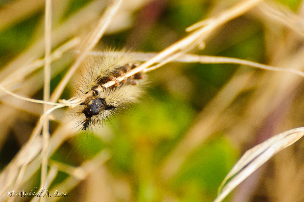 Catapiller