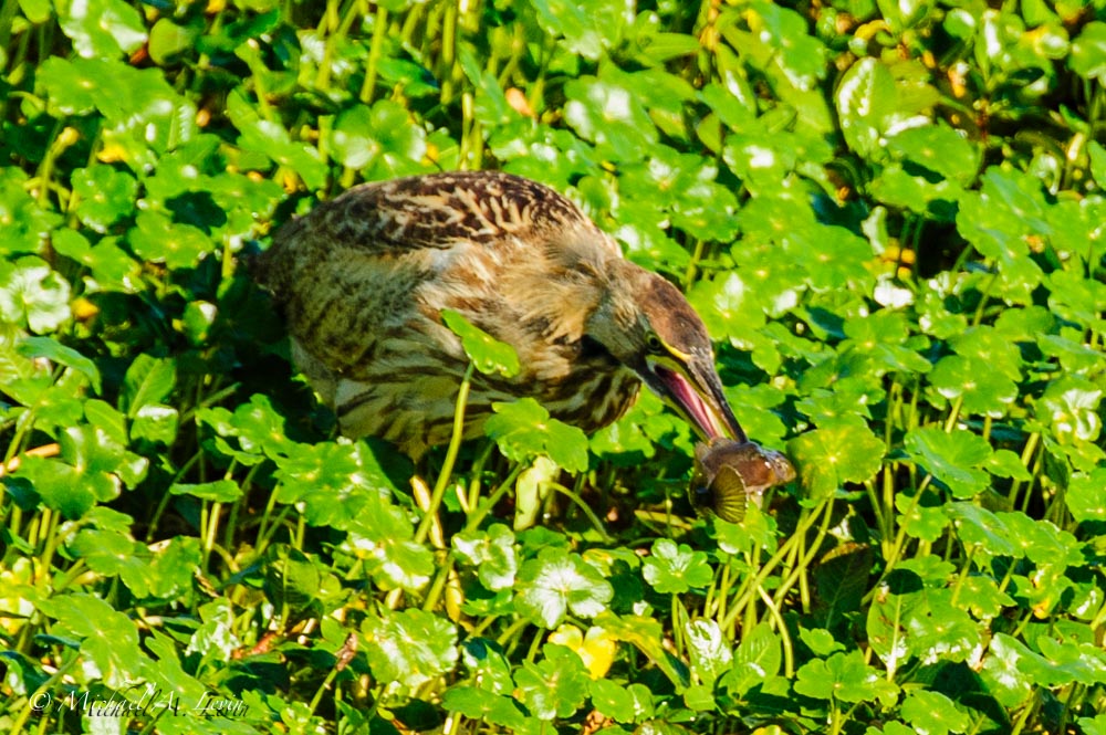 American Bittern caught a Fish