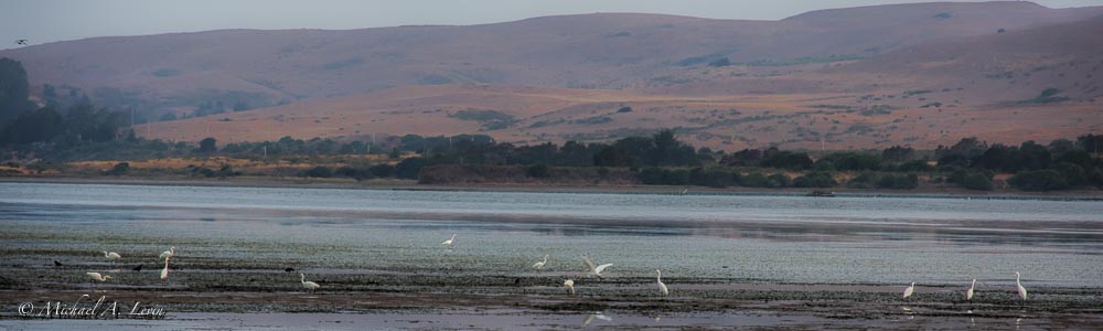 Flock of Great Egrets on Tomales Bay