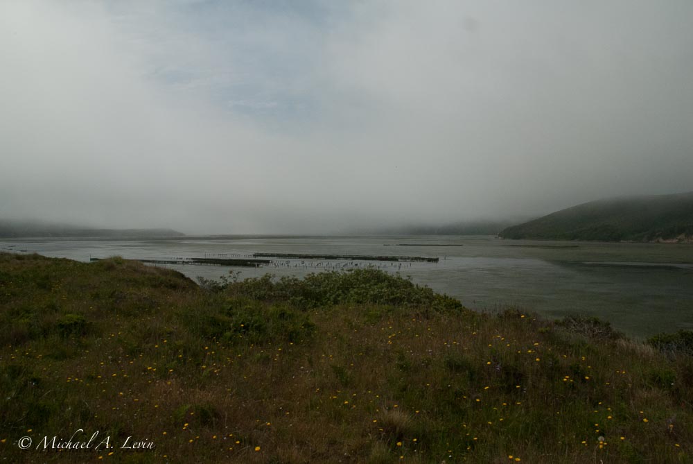 Foggy Drakes Estero