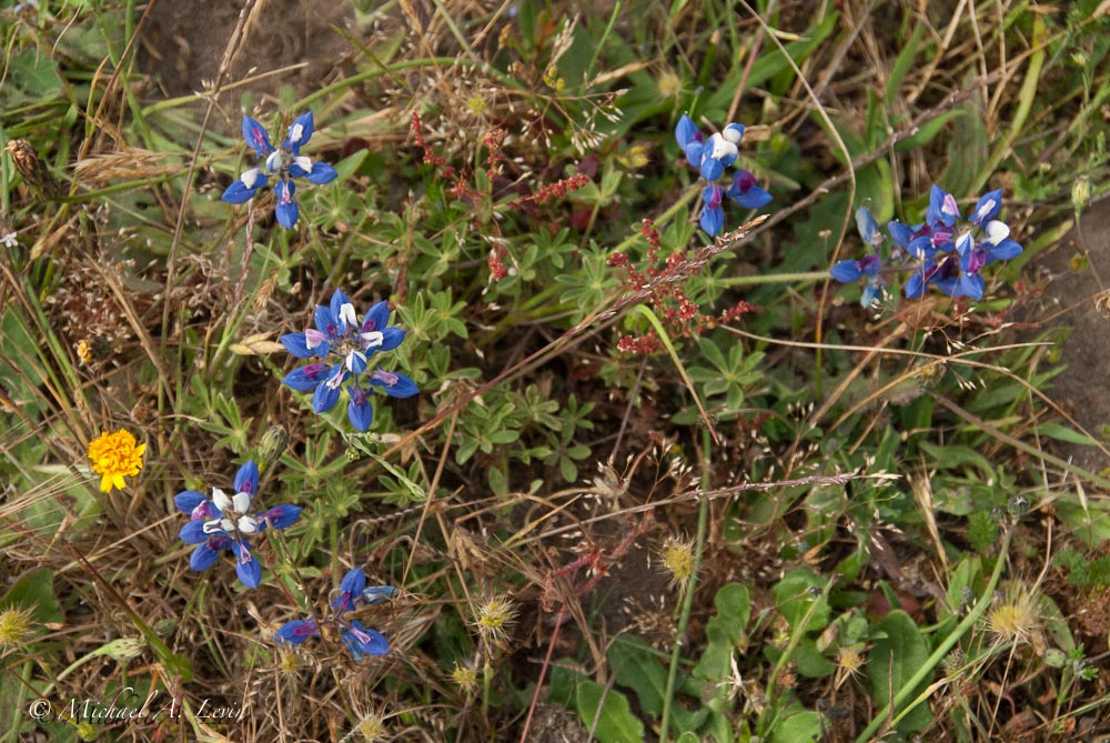 Dune Lupin