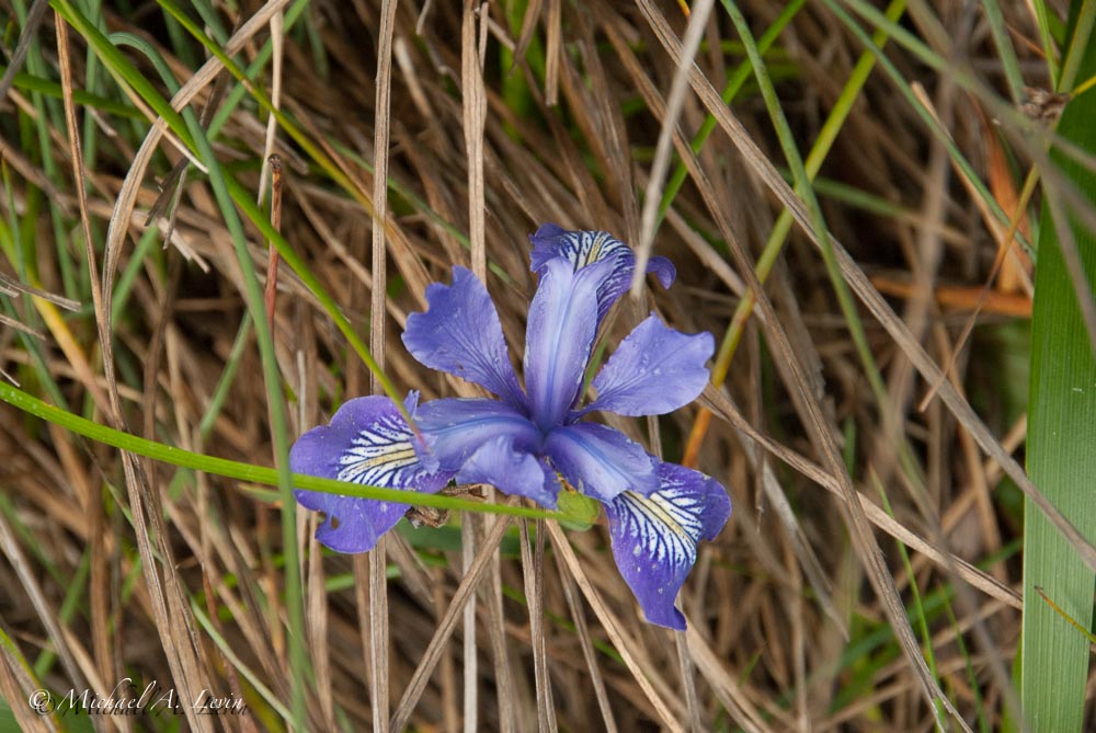 Wild Iris