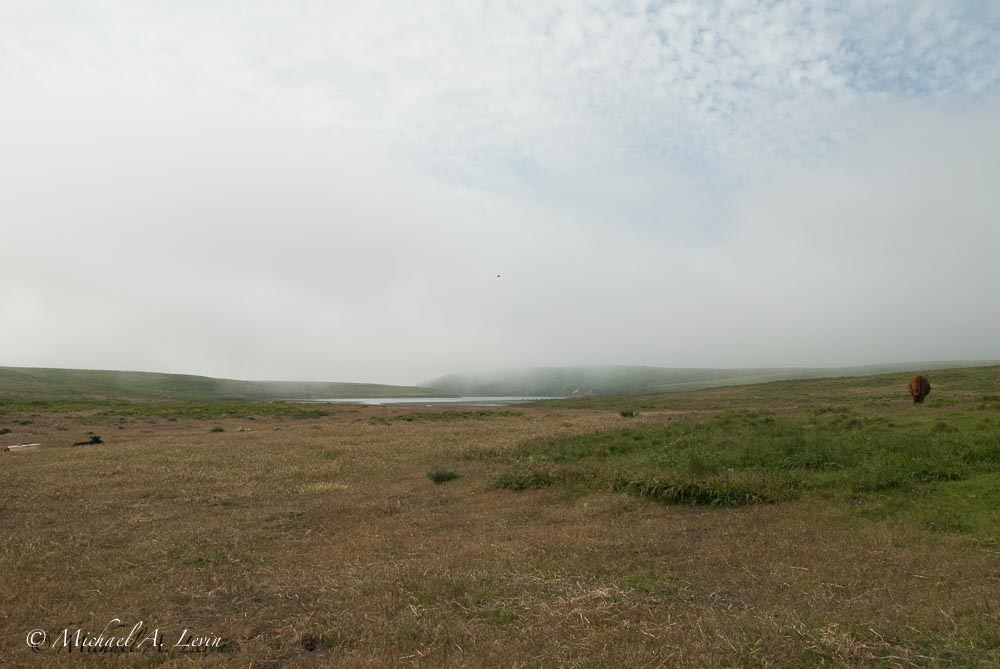 Foggy Landscape Towards Creamery Bay