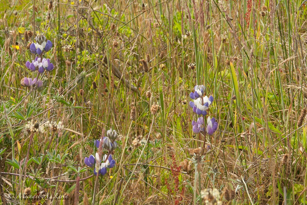 Dune Lupin