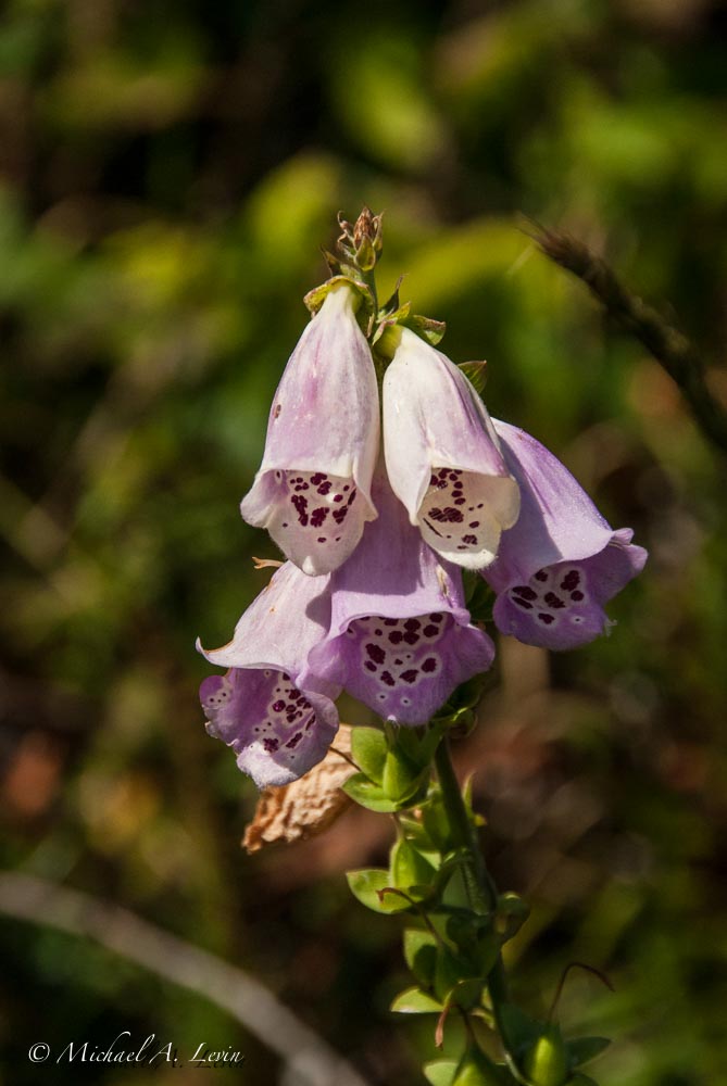 Fox Glove