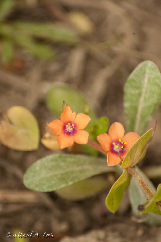 Scarlet Pimpernel