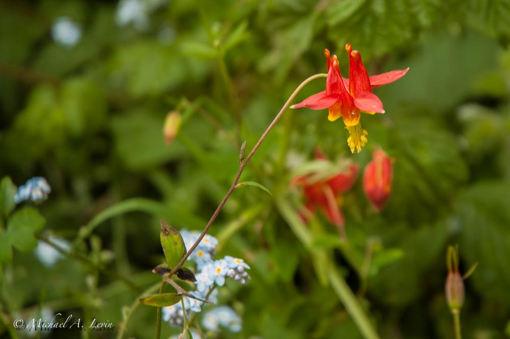 Crimson Columbine