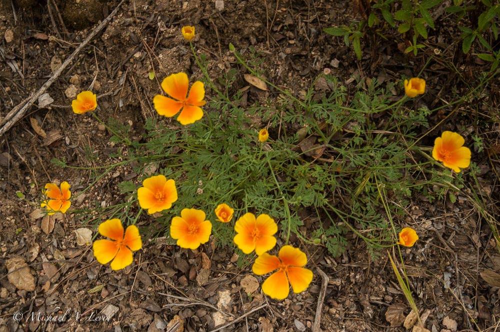 Califonia Poppy